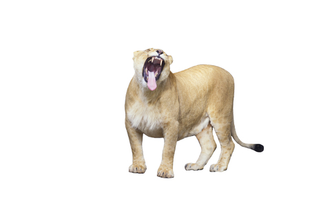 lioness growls on white background isolatedの写真素材