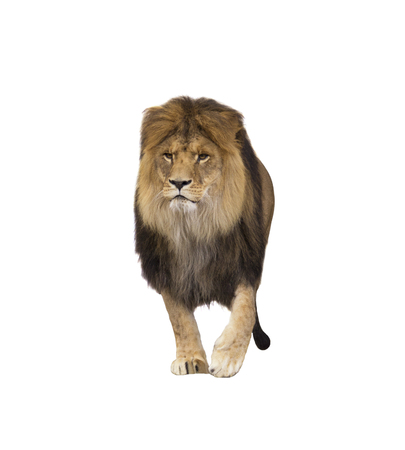 lion on white background isolatedの写真素材
