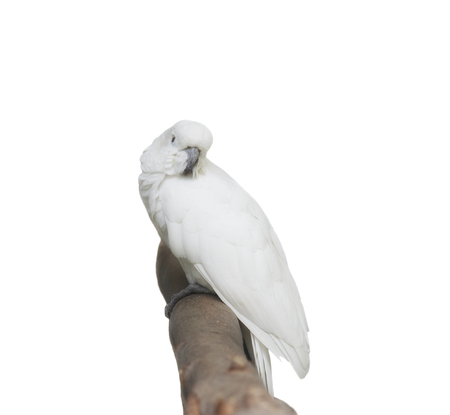 white parrot on a branchの写真素材
