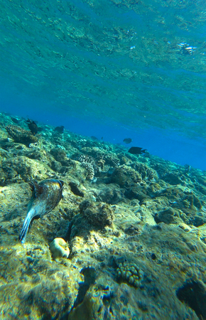 fish and coral reefの写真素材