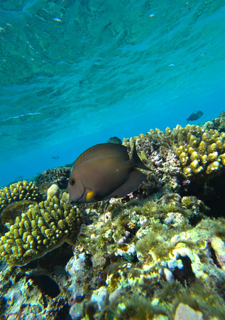 fish and coral reefの写真素材