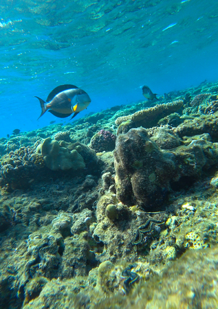 fish and coral reefの写真素材