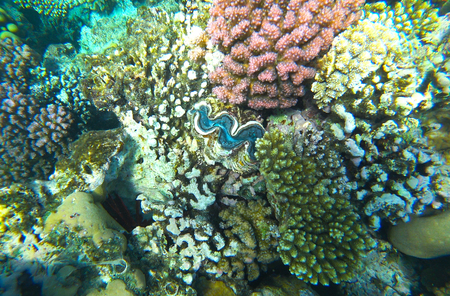 coral reef in the red seaの写真素材
