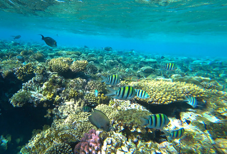 fish and coral reefの写真素材