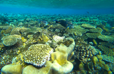fish hide in coralsの写真素材