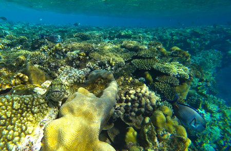 fish hide in coralsの写真素材