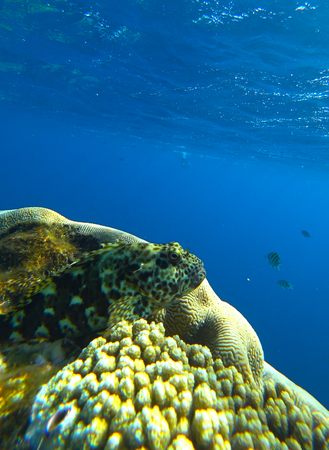 fish and coral reefの写真素材