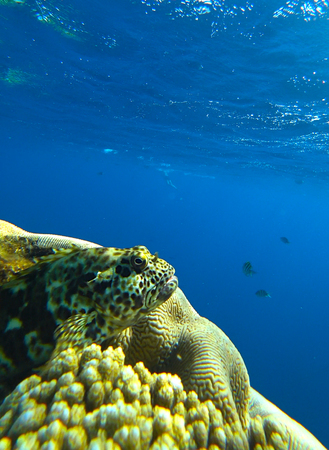 fish and coral reefの写真素材