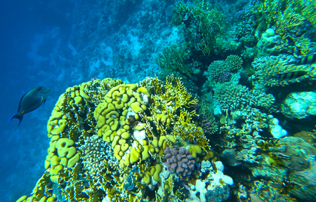 coral reef in the red seaの写真素材