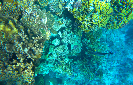 coral reef in the red seaの写真素材