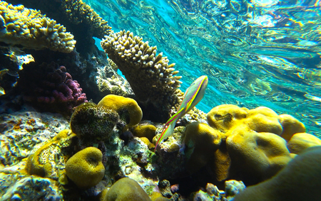 coral reef in the red seaの写真素材