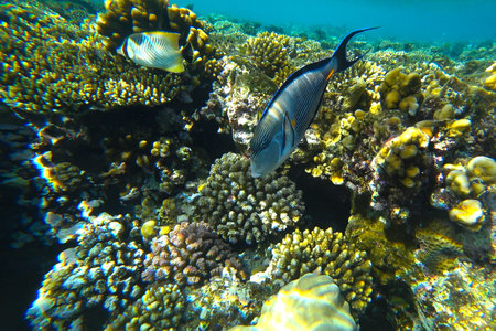 fish and coral reef