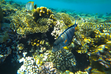 fish and coral reefの写真素材
