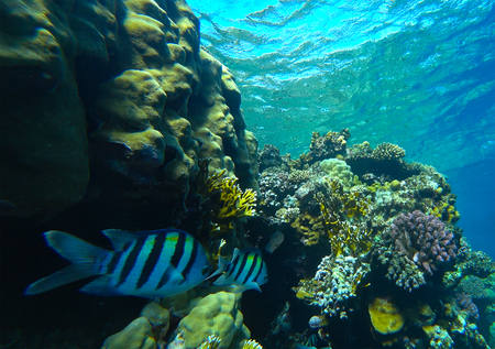 fish sergeant and coral reefの写真素材