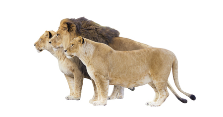 lion and lioness on a white background isolatedの写真素材