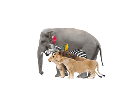 Elephant and zebra and lions and parrotの写真素材
