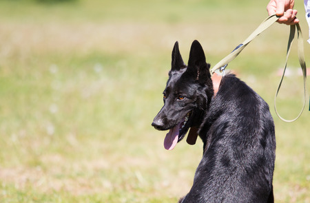 black shepherd on the grassの写真素材