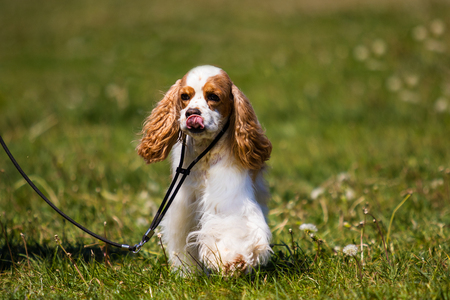 spaniel dog on the grassの写真素材