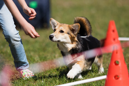 dog in agility competitionの写真素材