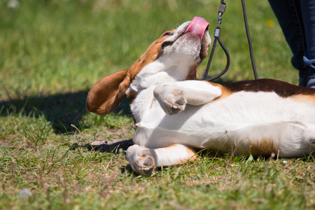 beagle dog on the grassの写真素材