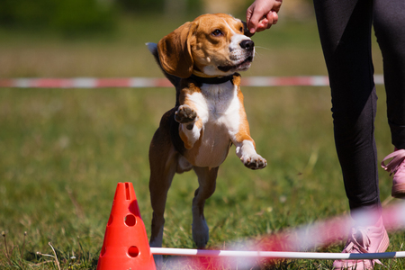 dog in agility competitionの写真素材