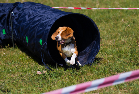 dog in agility competitionの写真素材