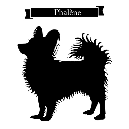 Dog breeds - Purebred phalene dog. Vector Illustrationのイラスト素材