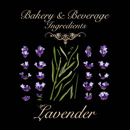 Bakery and beverage ingredients - lavender. Vector Illustrationのイラスト素材