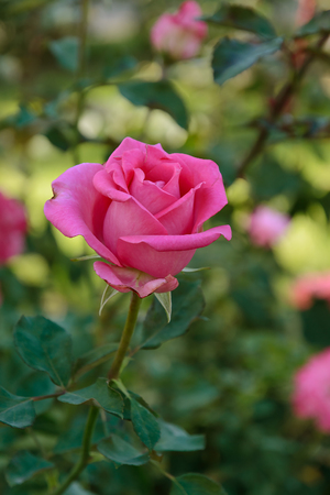 Roseの写真素材