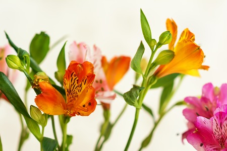 Flowersの写真素材