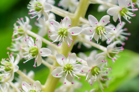 Flowers, pokeweedの写真素材