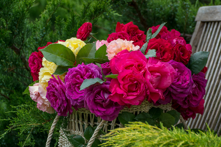Basket with roses. In the garden.の写真素材