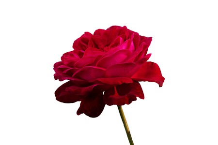 Red rose. Isolated, white background.の写真素材
