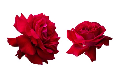 Red rose. Isolated, white background.の写真素材