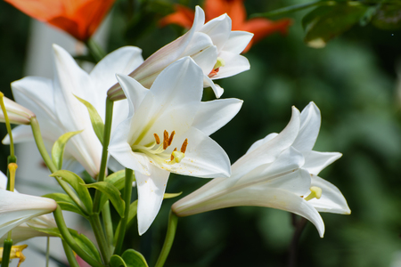 White lilies. In the garden.の写真素材
