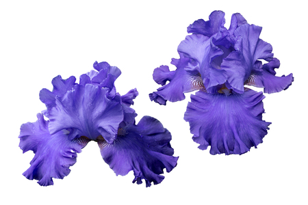 Blue iris. In the garden.の写真素材
