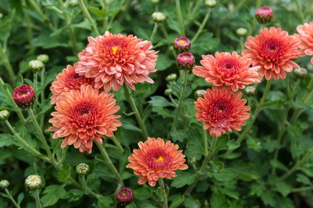 Chrysanthemum.の写真素材