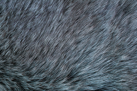 Fur arctic fox. Fur texture.の写真素材