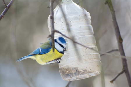 Bird feeders. Titmouse arrived to homemade bird table.の写真素材