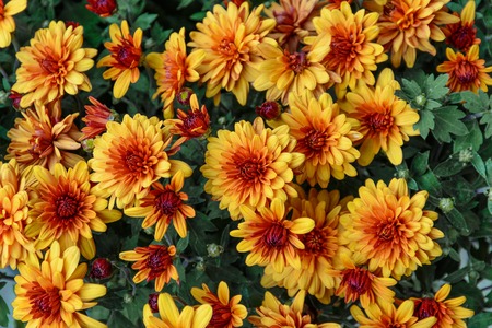 Yellow chrysanthemum in autumn garden. Bouquet of flowers.の写真素材