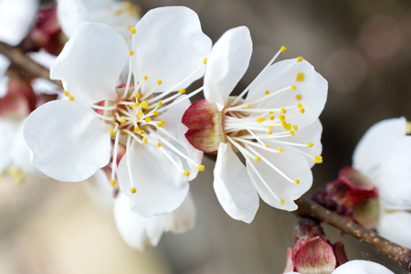 Branch of blossoming tree with white flowers. Spring flowering.の写真素材