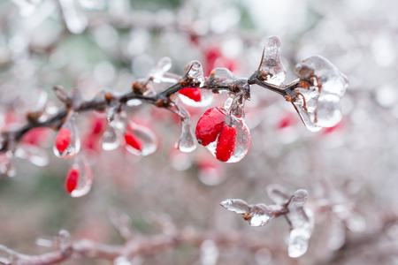 Icing. Red berries of barberry covered with ice.の写真素材
