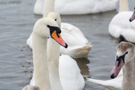Swans on the water in winter. White swan close-up.の写真素材