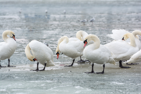 White swans on ice frozen sea. Winter.の写真素材