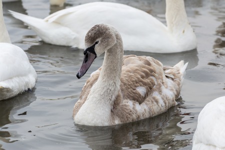 Swans on the water in winter. Young swan close-up.の写真素材