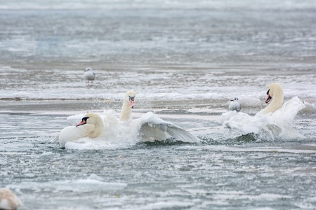 White swans on ice frozen sea. Winter.の写真素材