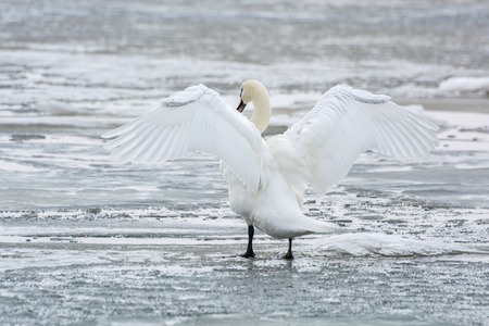White swan on ice frozen sea. Winter.の写真素材