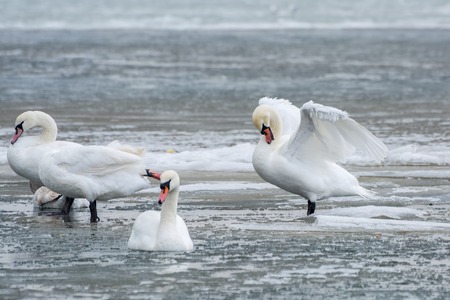 White swans on ice frozen sea. Winter.の写真素材