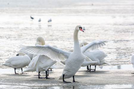 Swans, seagulls and ducks on ice frozen sea. Winter.の写真素材