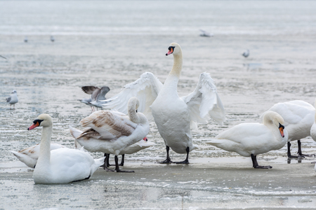 Swans, seagulls and ducks on ice frozen sea. Winter.の写真素材